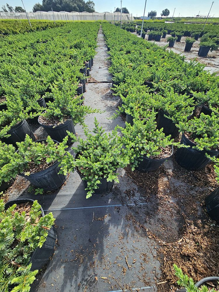 juniperus-conferta-blue-pacific-shore-juniper