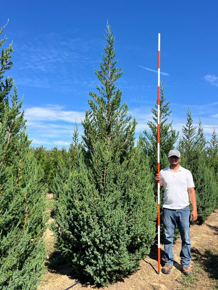 juniperus-j-n-select-blue-star-power-juniper