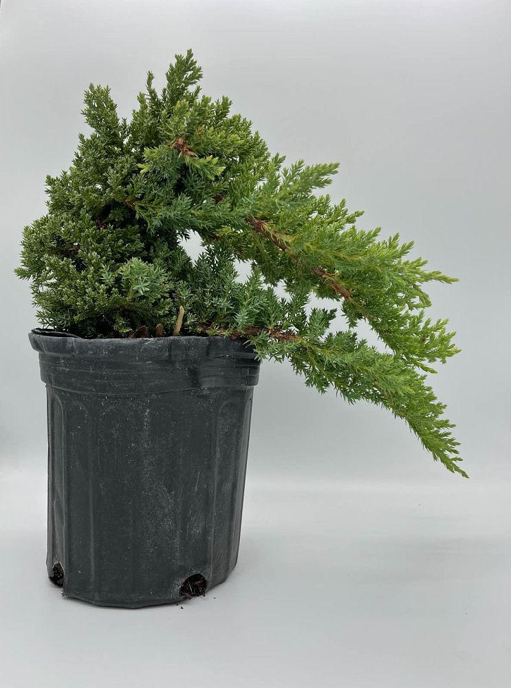 juniperus-procumbens-nana-japanese-garden-juniper