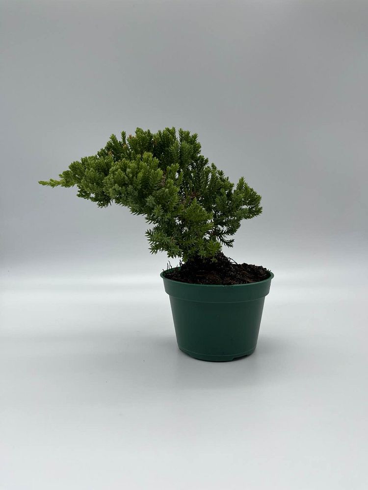 juniperus-procumbens-nana-japanese-garden-juniper