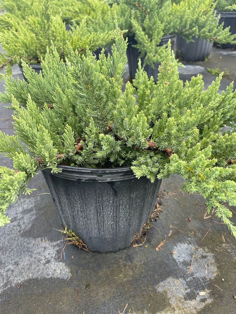 juniperus-procumbens-nana-japanese-garden-juniper