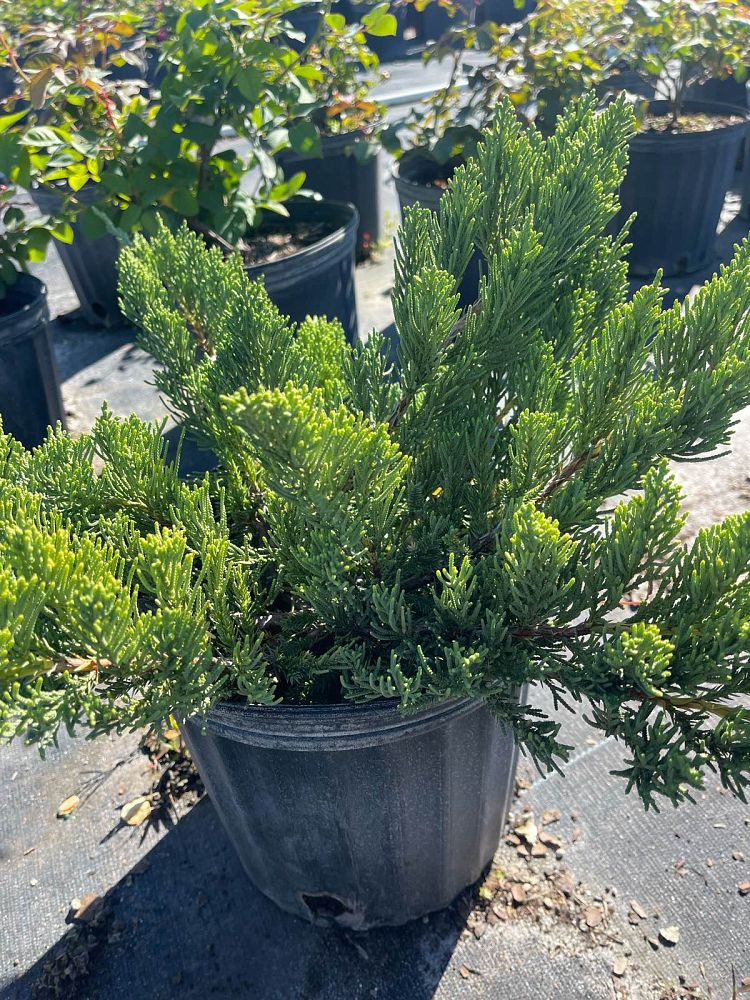 juniperus-procumbens-nana-japanese-garden-juniper