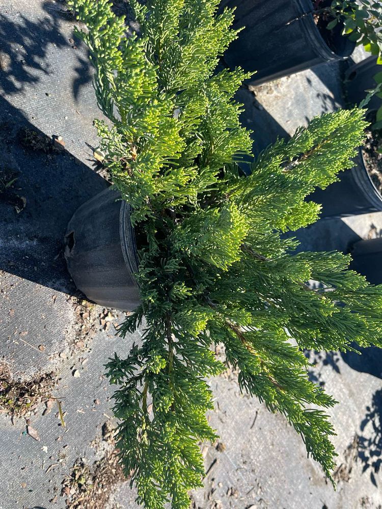 juniperus-procumbens-nana-japanese-garden-juniper