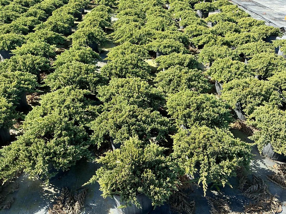 juniperus-procumbens-nana-japanese-garden-juniper