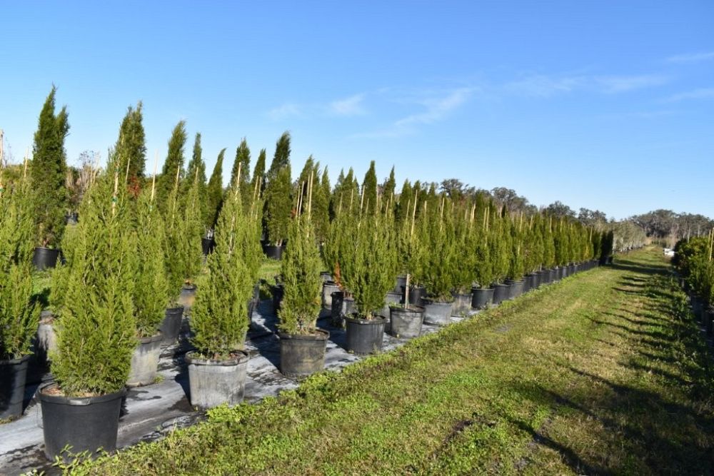 juniperus-silicicola-brodie-southern-red-cedar