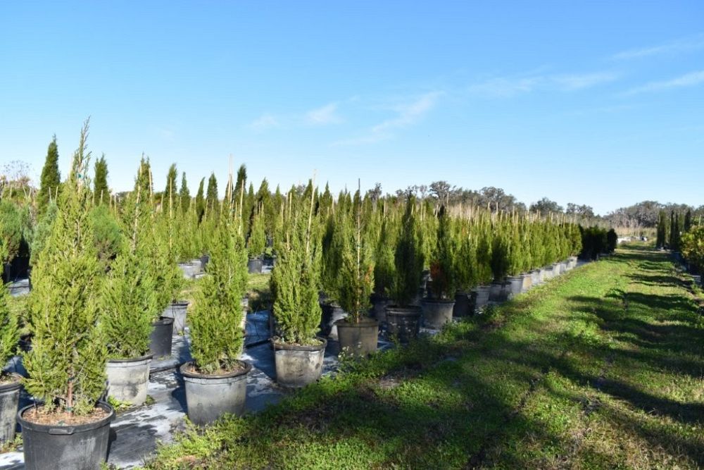 juniperus-silicicola-brodie-southern-red-cedar