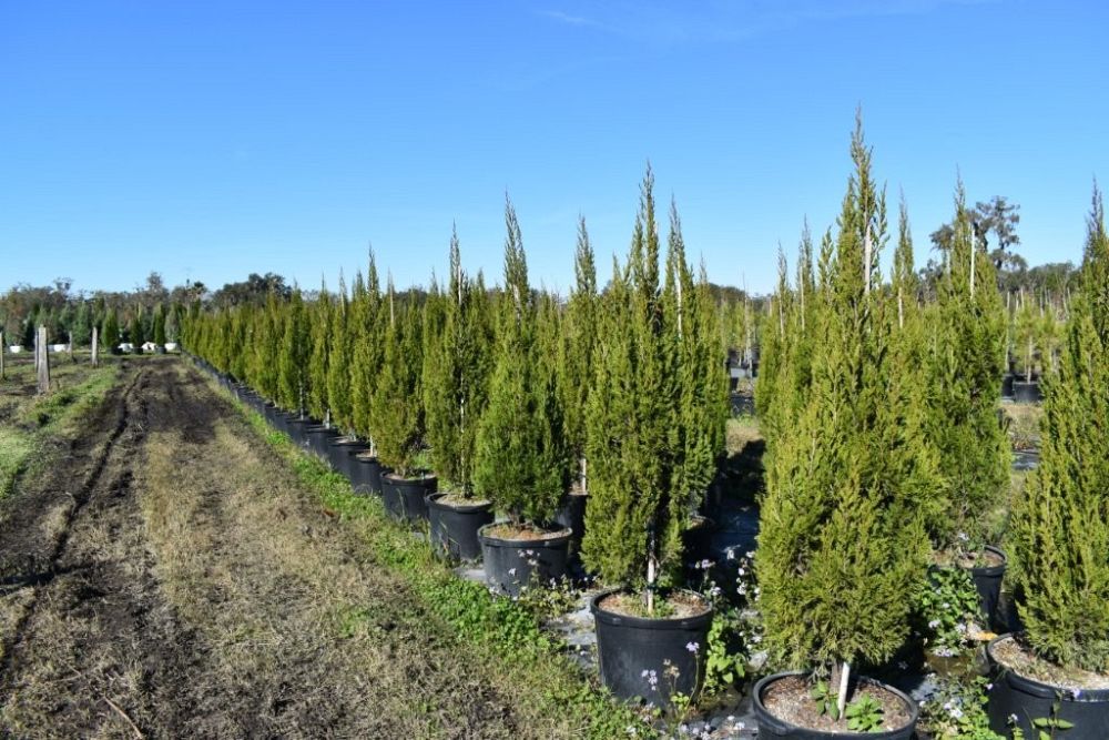 juniperus-silicicola-brodie-southern-red-cedar