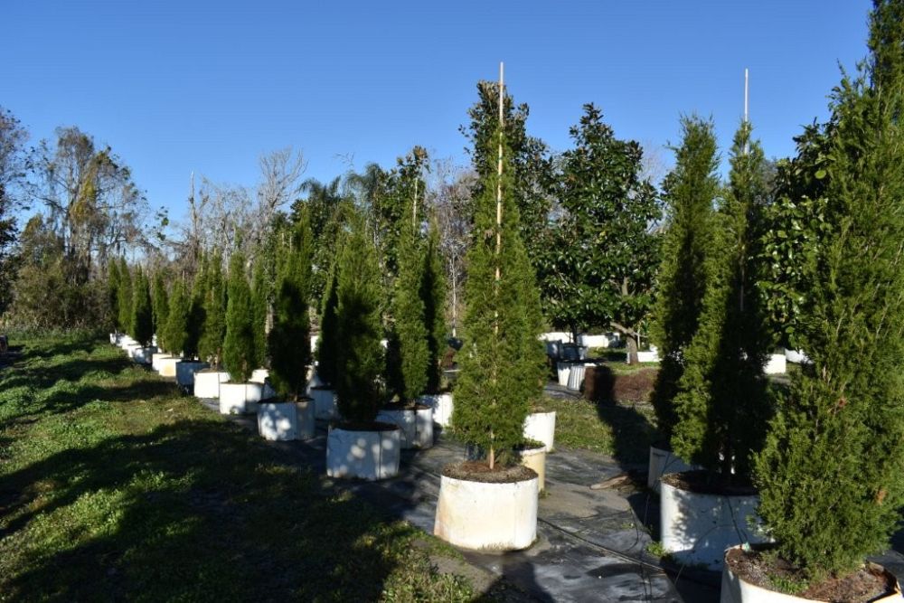 juniperus-silicicola-brodie-southern-red-cedar