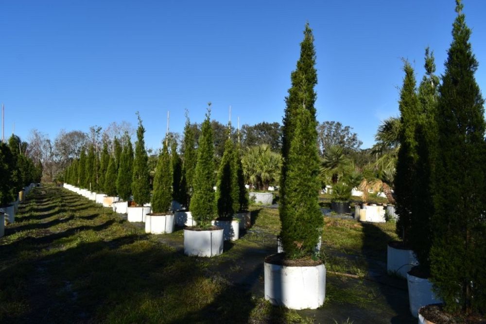 juniperus-silicicola-brodie-southern-red-cedar