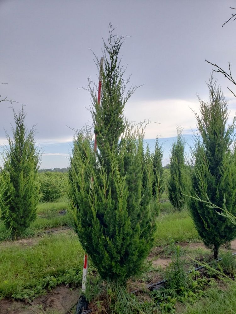 juniperus-silicicola-brodie-southern-red-cedar