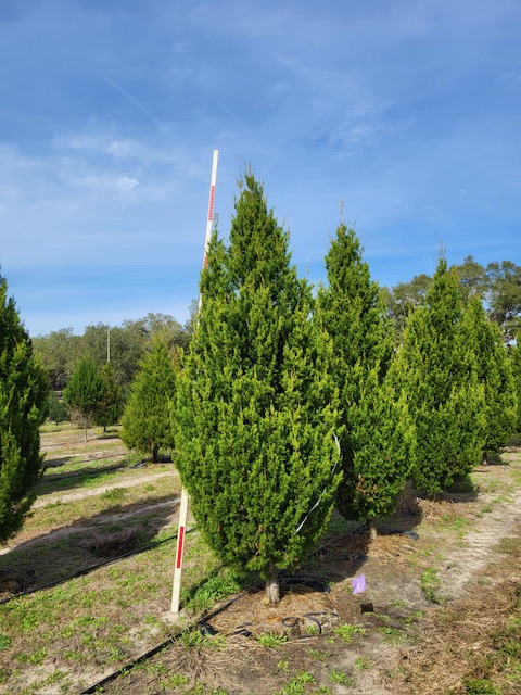 juniperus-silicicola-brodie-southern-red-cedar