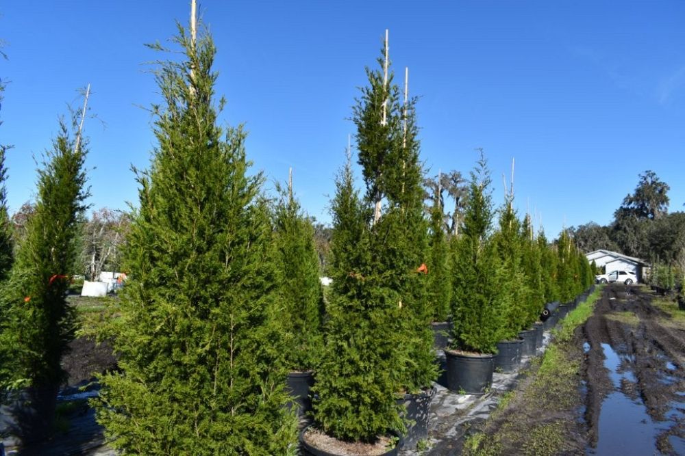 juniperus-silicicola-brodie-southern-red-cedar