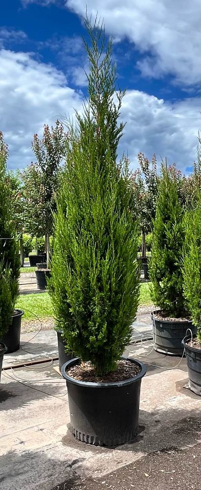 juniperus-silicicola-brodie-southern-red-cedar