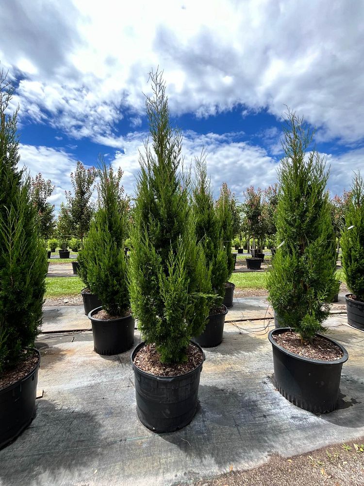 juniperus-silicicola-brodie-southern-red-cedar