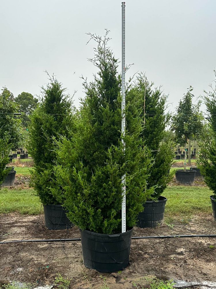 juniperus-silicicola-brodie-southern-red-cedar