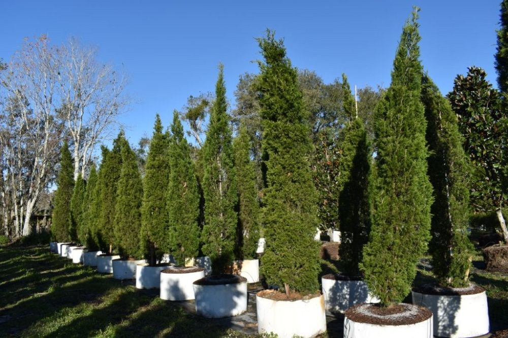 juniperus-silicicola-brodie-southern-red-cedar