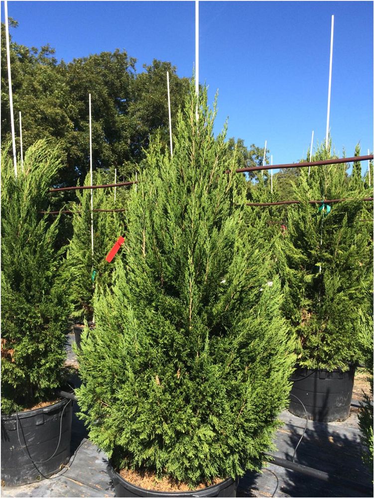 Juniperus 'Spartan', Spartan Juniper, Chinese Juniper