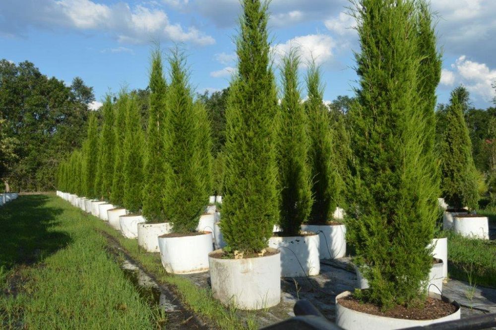 Juniperus virginiana 'Brodie', Eastern Red Cedar