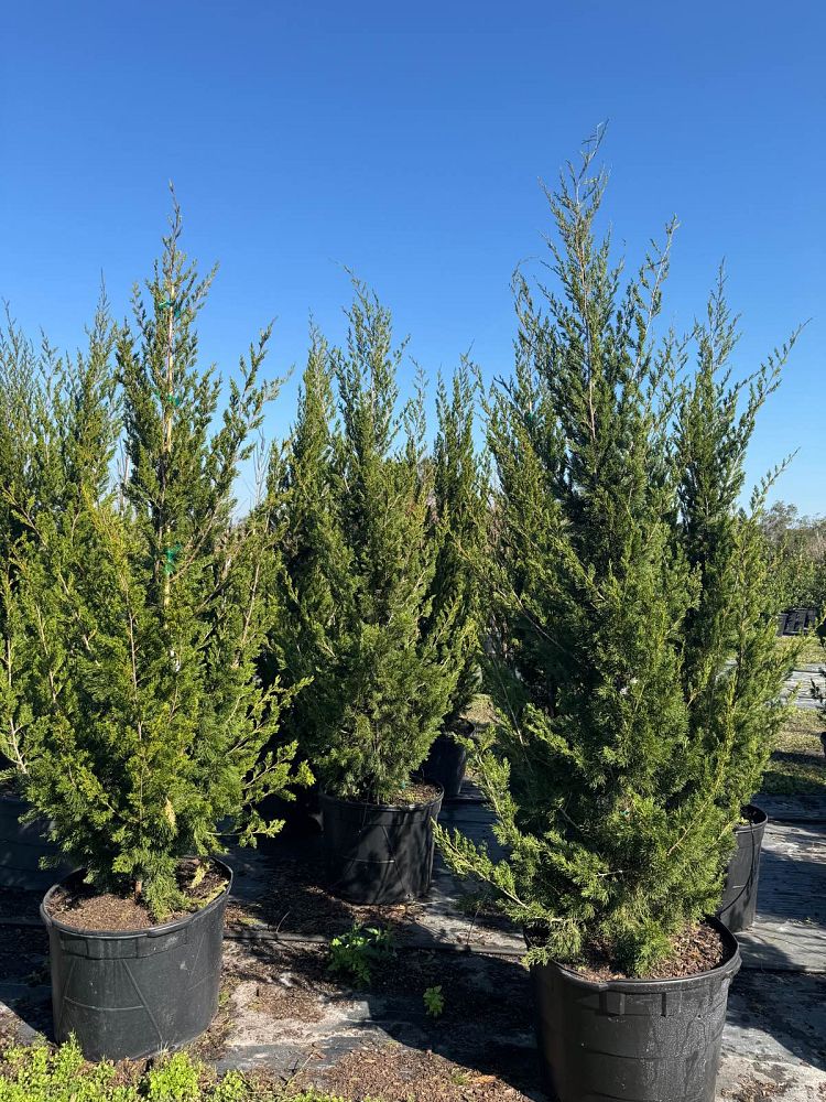 juniperus-virginiana-brodie-eastern-red-cedar