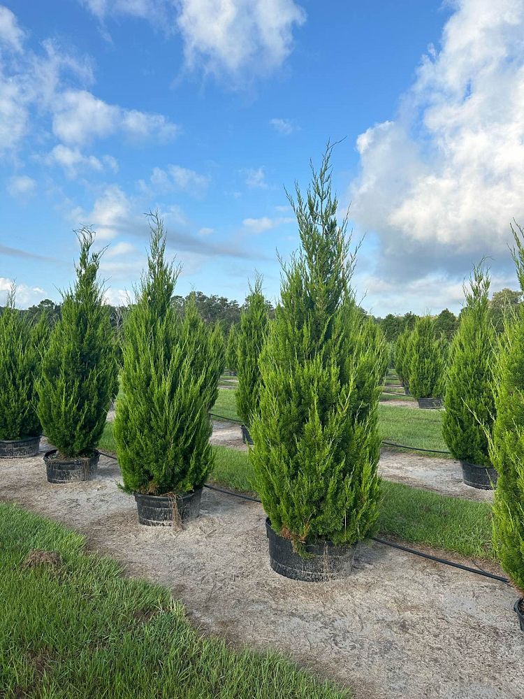 juniperus-virginiana-brodie-eastern-red-cedar