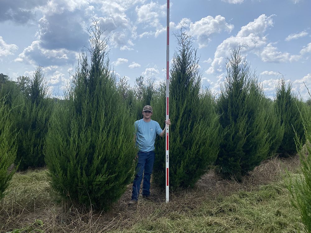 juniperus-virginiana-brodie-eastern-red-cedar