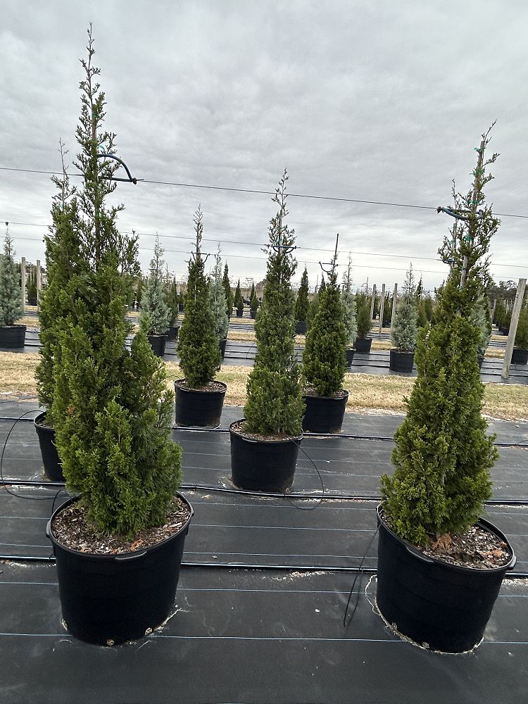 juniperus-virginiana-brodie-eastern-red-cedar