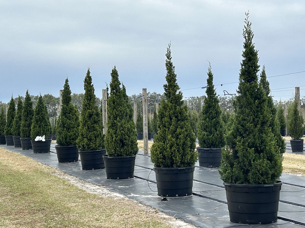 juniperus-virginiana-brodie-eastern-red-cedar