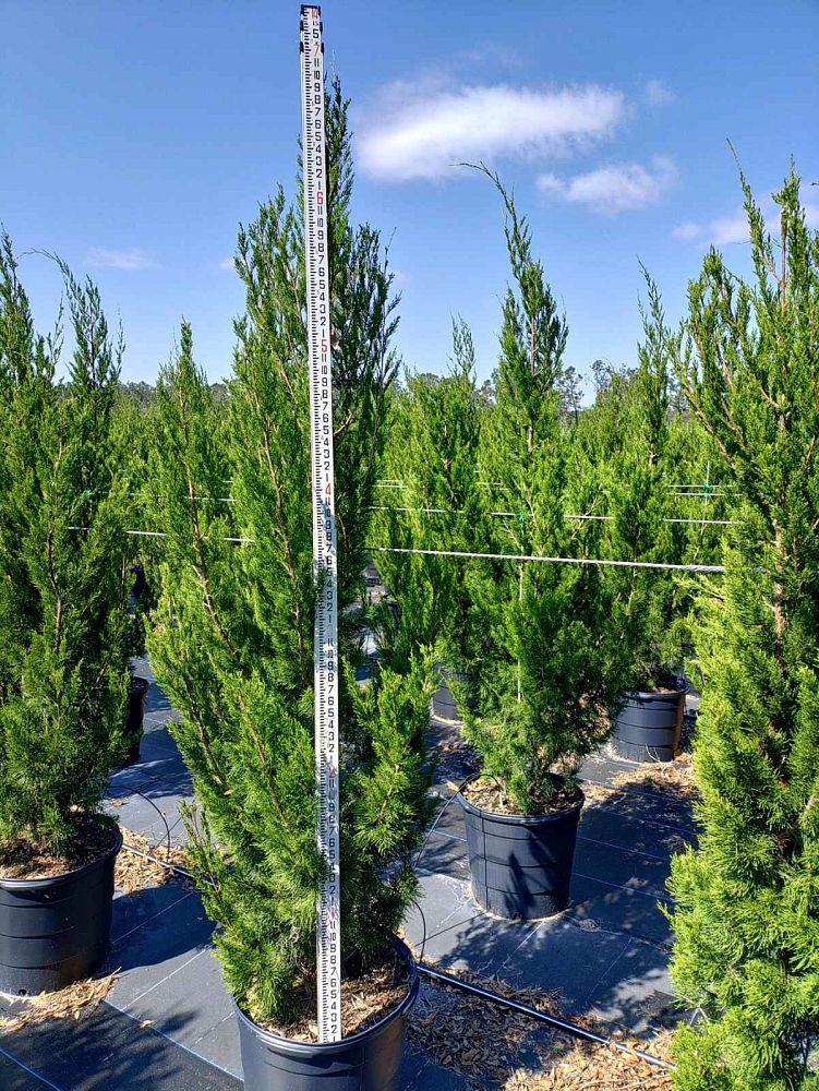 juniperus-virginiana-brodie-eastern-red-cedar