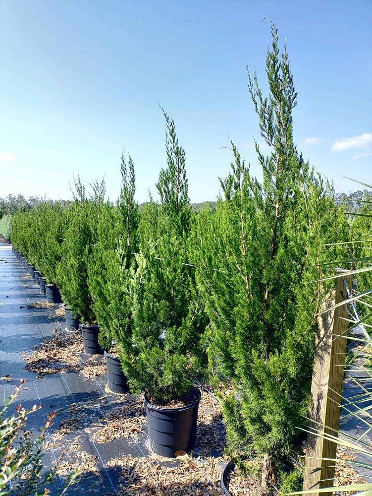 juniperus-virginiana-brodie-eastern-red-cedar