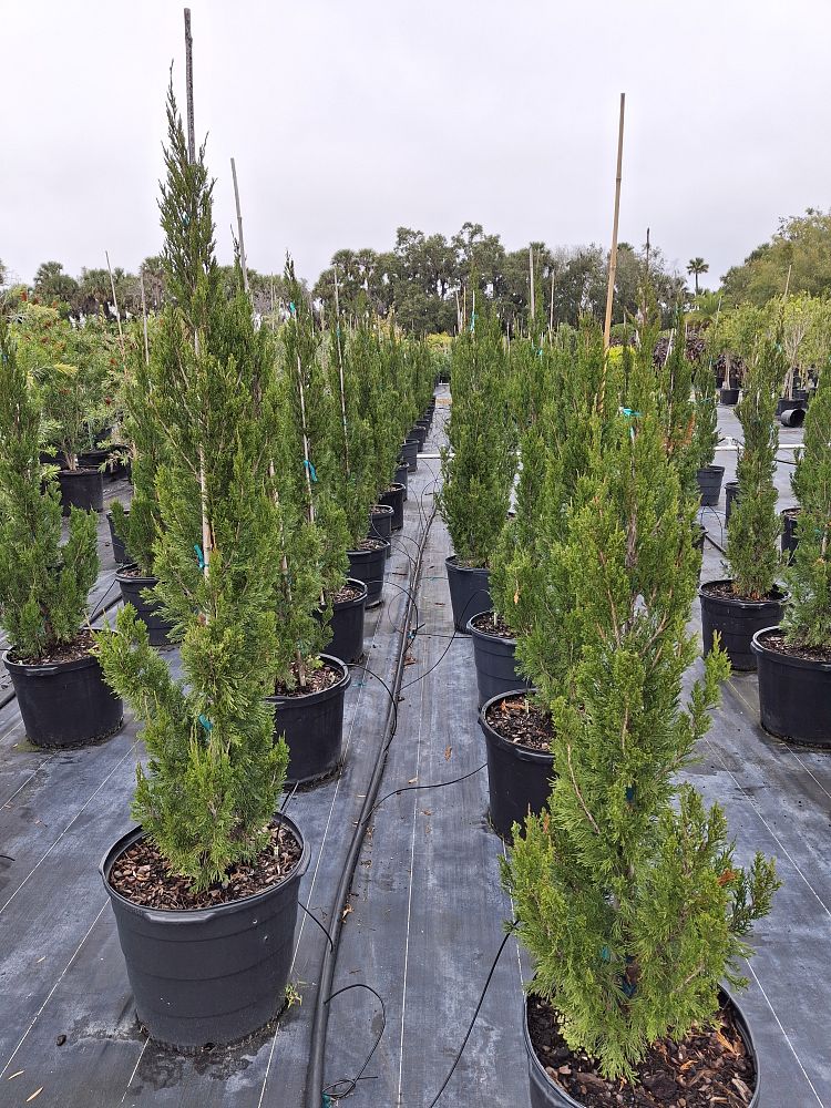 juniperus-virginiana-brodie-eastern-red-cedar