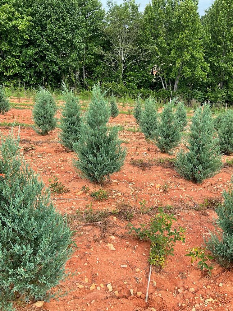 juniperus-virginiana-burkii-eastern-red-cedar