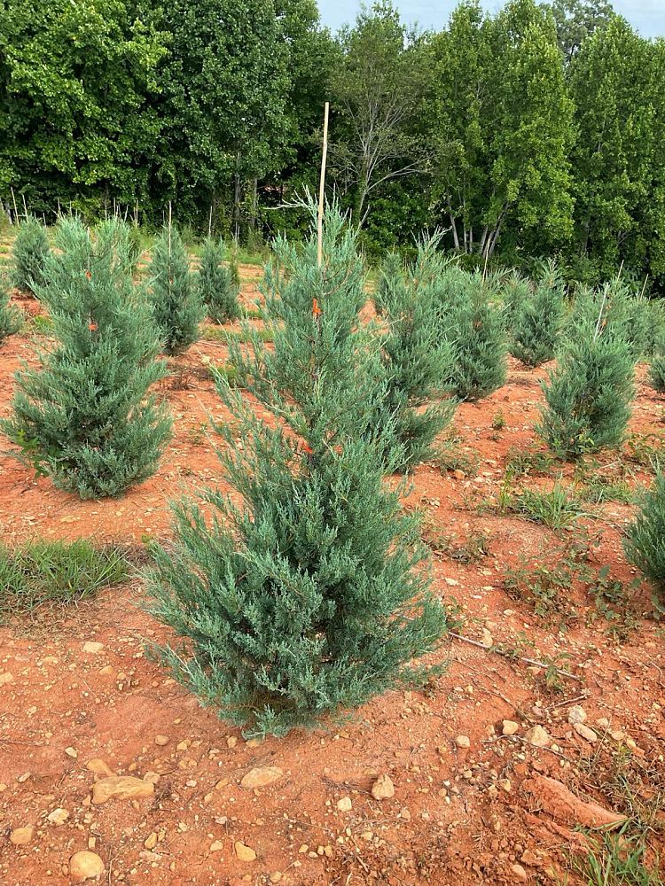 juniperus-virginiana-burkii-eastern-red-cedar