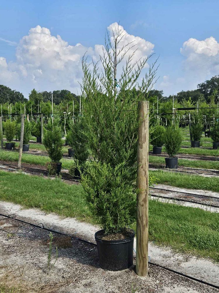 juniperus-virginiana-eastern-red-cedar