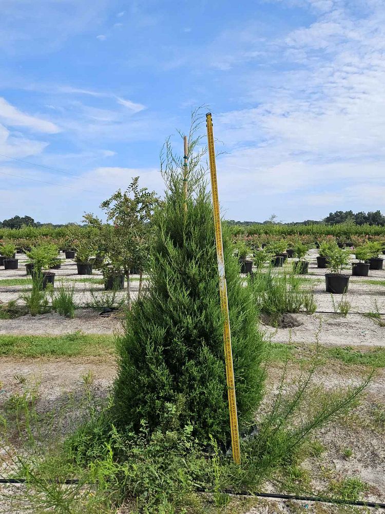 juniperus-virginiana-eastern-red-cedar