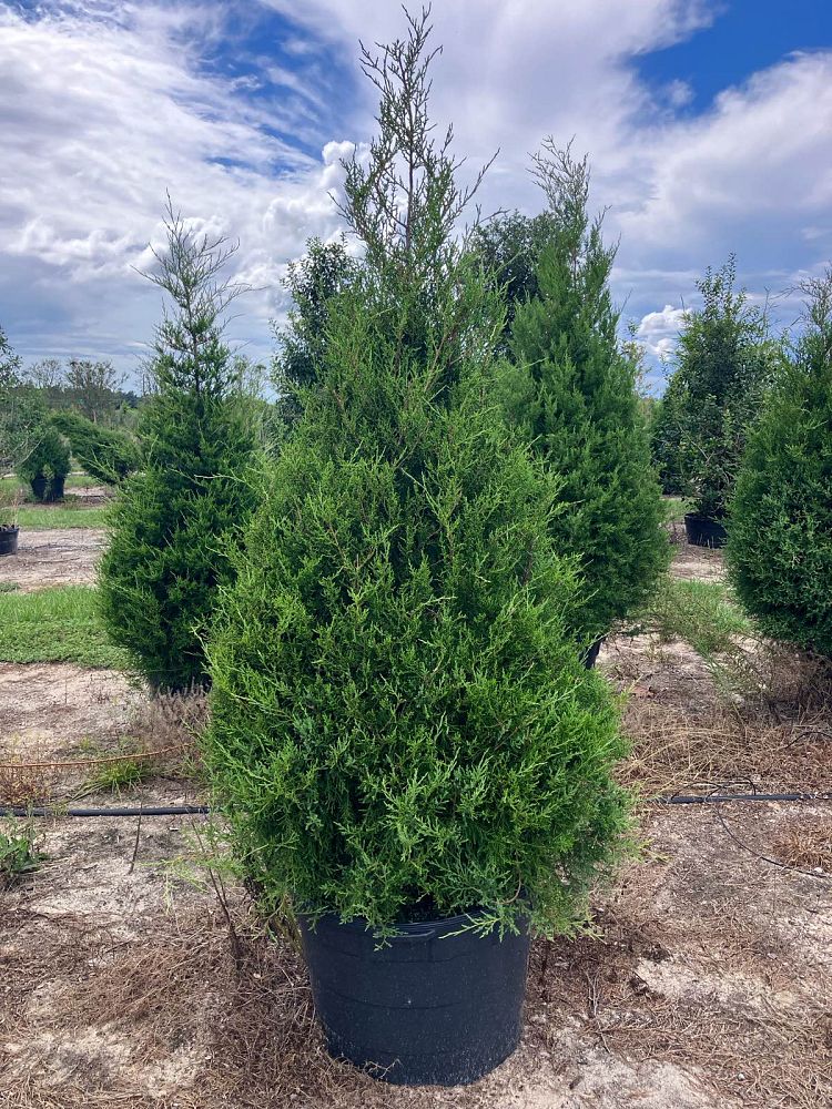 juniperus-virginiana-eastern-red-cedar