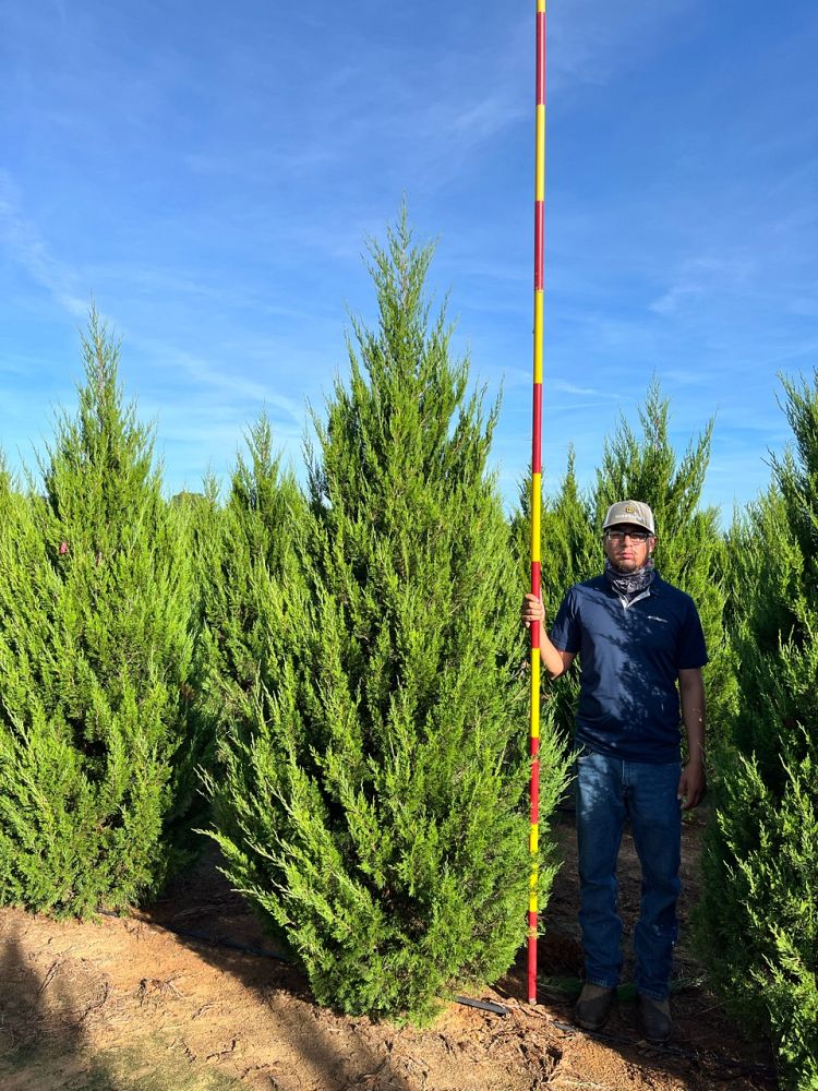 juniperus-virginiana-eastern-red-cedar