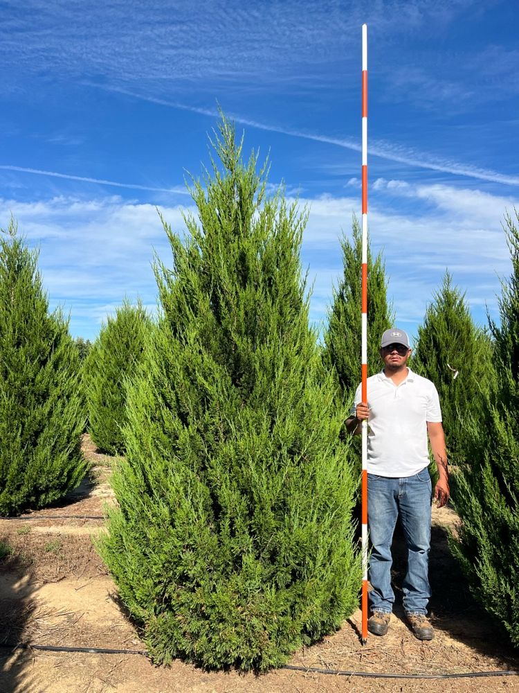 juniperus-virginiana-eastern-red-cedar