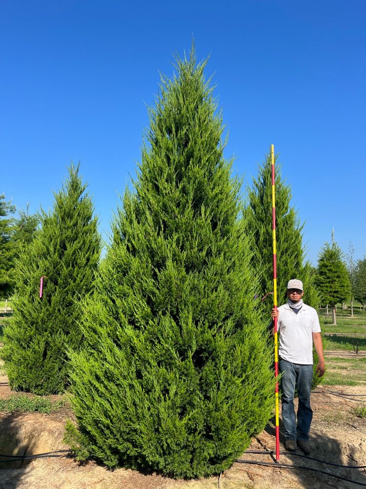 juniperus-virginiana-eastern-red-cedar