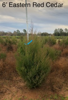 juniperus-virginiana-eastern-red-cedar