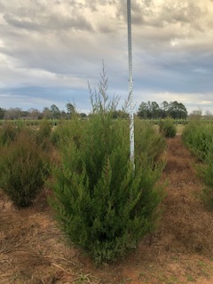 juniperus-virginiana-eastern-red-cedar