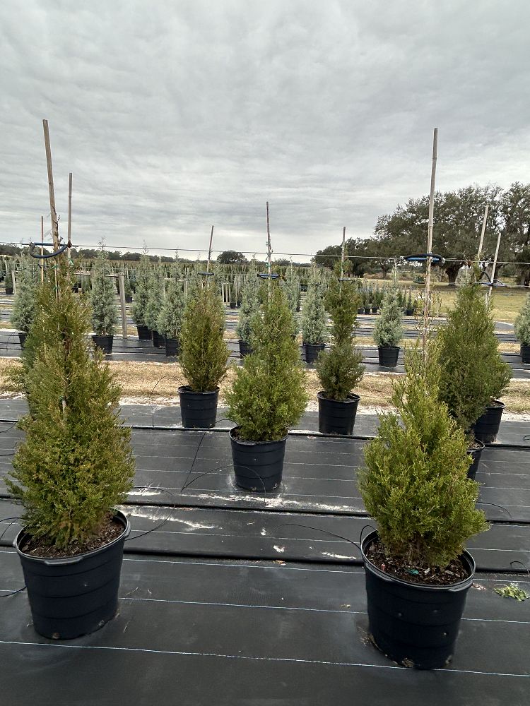 juniperus-virginiana-eastern-red-cedar