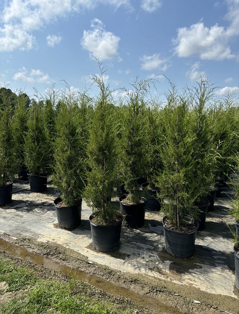 juniperus-virginiana-eastern-red-cedar