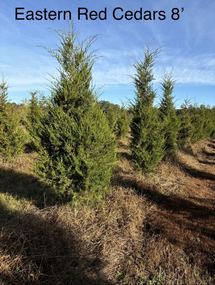 juniperus-virginiana-eastern-red-cedar