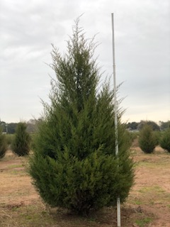 juniperus-virginiana-eastern-red-cedar