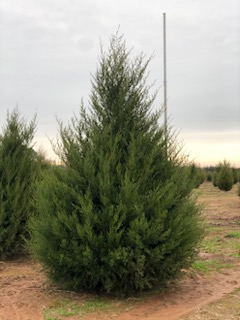 juniperus-virginiana-eastern-red-cedar