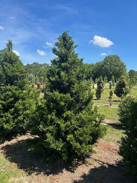 juniperus-virginiana-emerald-sentinel-eastern-red-cedar