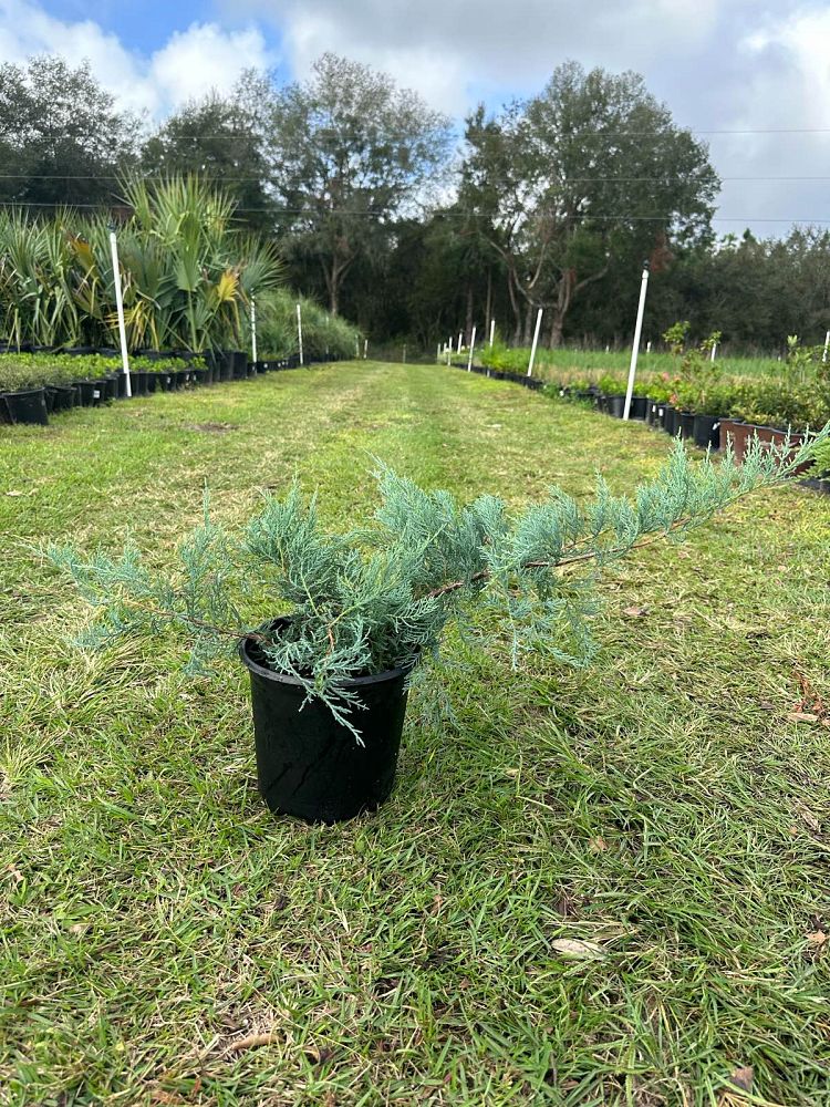 juniperus-virginiana-grey-owl-eastern-red-cedar