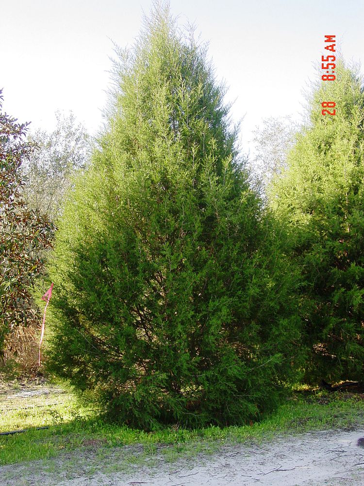 Southern red cedar