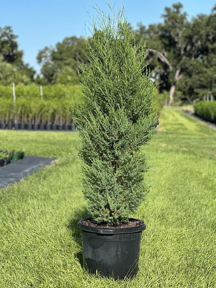 juniperus-virginiana-silicicola-southern-red-cedar