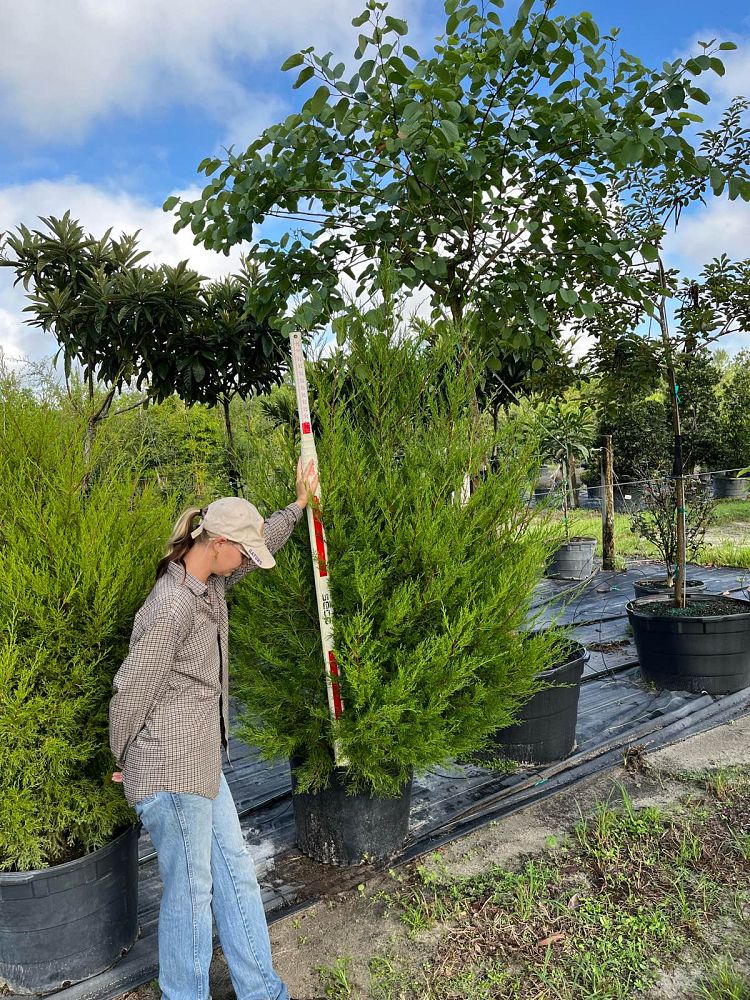 juniperus-virginiana-silicicola-southern-red-cedar